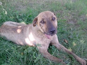 Betty in  the local shelter
