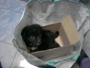 Me when I was first rescued