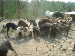The Bucov shelter in 2012