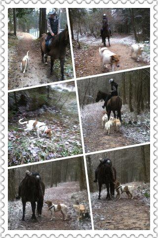 Sunny is finally at home, happy adopted in Austria!