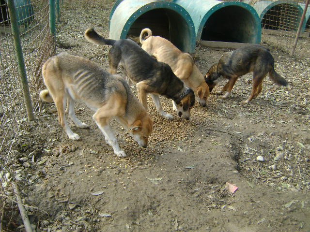 Shelter dogs getting a much needed feed thanks to donations for food