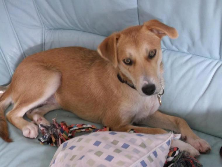 403829_445293105511429_1623222067_n