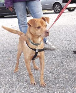 526154_490680377639368_570108253_n