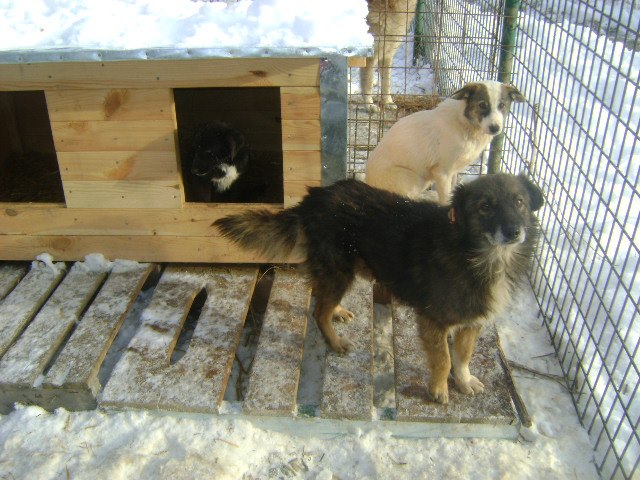 New dog houses to provide shelter from the cold