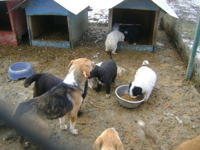 Puppies in the shelter with big dogs