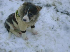 Crissie better and out for a little walk