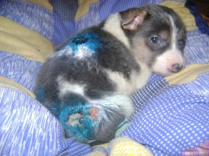 Very ill Crissie (the blue is disinfectant for the wounds)