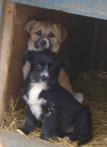 Puppies in the shelter