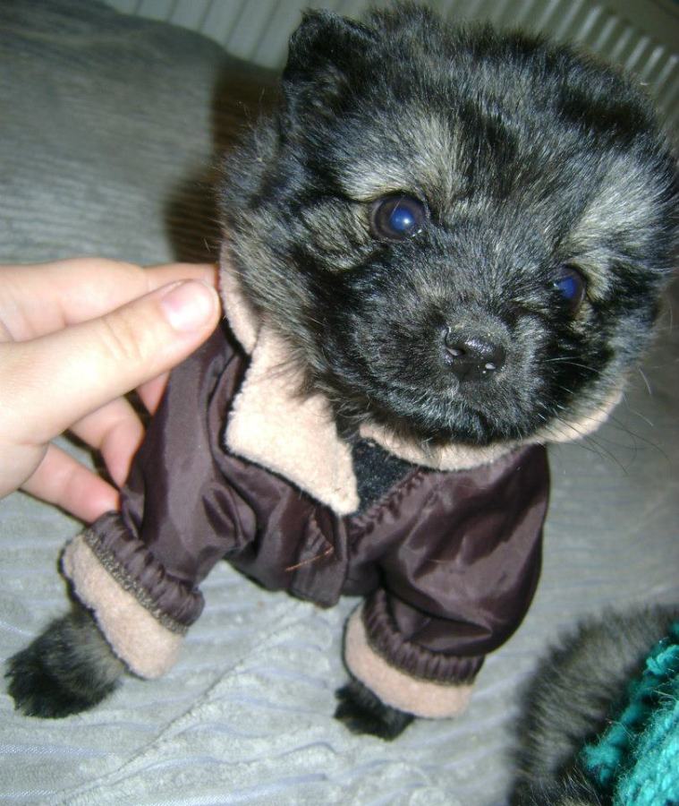 Princess with a new coat to keep her warm 