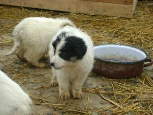 Puppies in the shelter