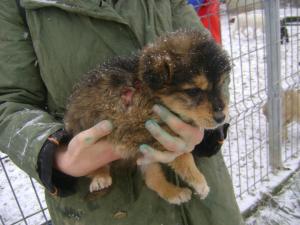 Injured puppy