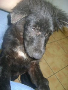 Neutering?  What's that?  Am I next then?