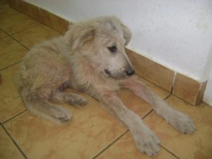 Waiting to be neutered