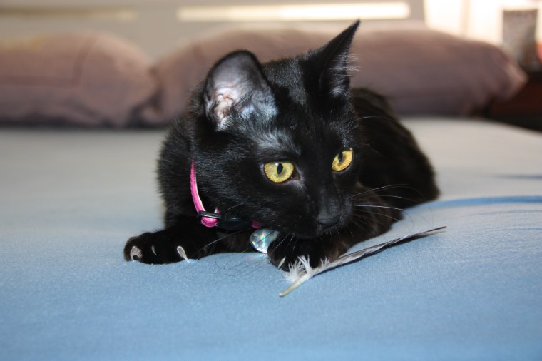 Ninja with her feather