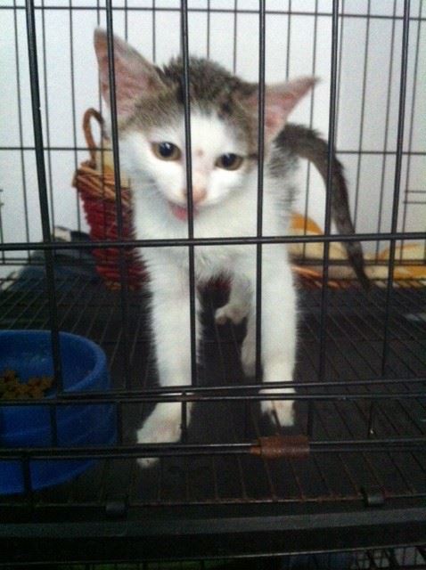 Our latest kitten rescue - can you help find her a good home and give her a story like Ninja's?