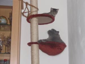 Candy when she had just arrived - with her brother Reggie