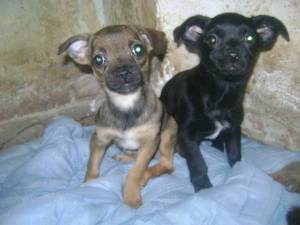 5382_481759085236470_502969242_n