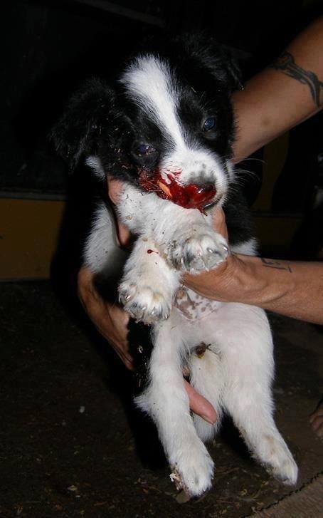 Puppy beaten to death for being a stray