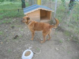 Odin recovered in the Romanian shelter