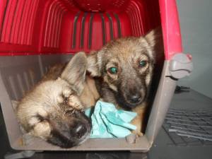 Tina and Mina ill but safe