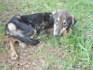 Fatmy when we found him - nothing more than bones covered in fur