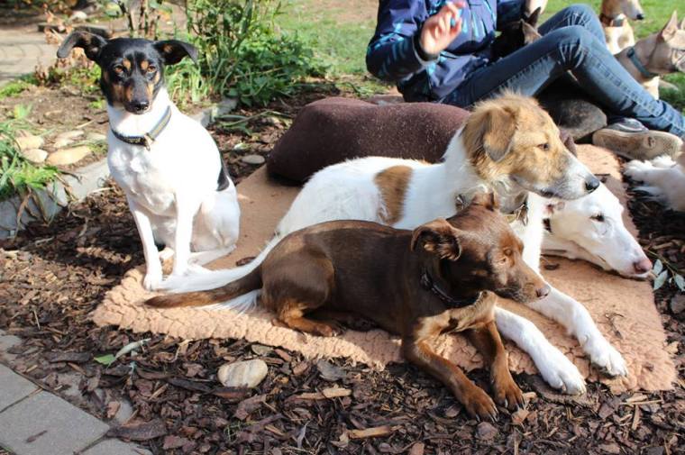 Anda looking very healthy and happy in her new forever home