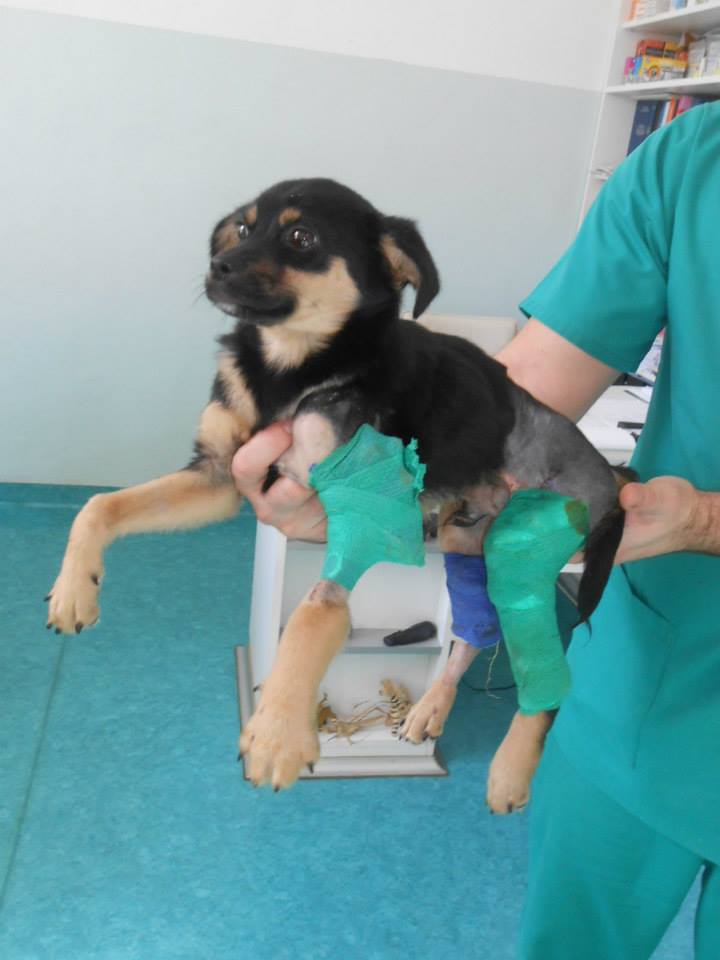 Piciu with his three injured legs