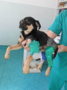 Piciu with his three injured legs