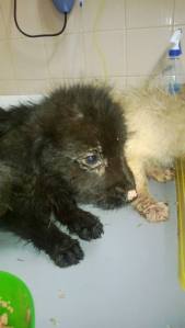 Puppy rescued from shelter at the vets