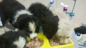 Puppies getting food at the vets