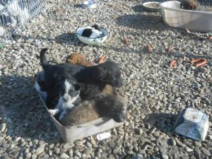 Just a few of the current shelter puppies 