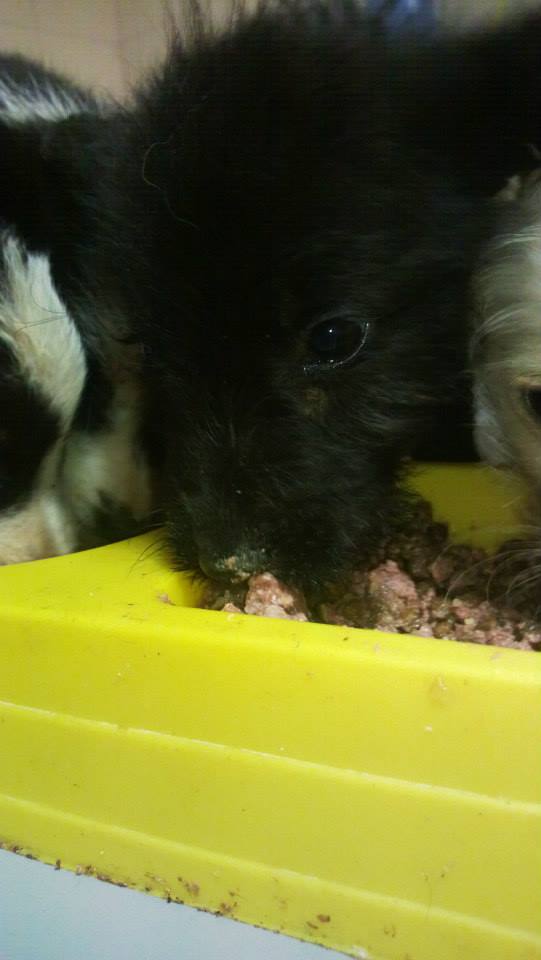 Rescue puppy having much needed food