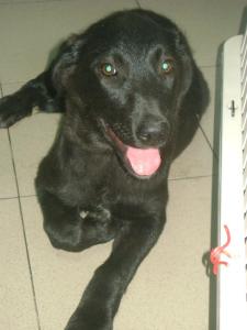 Amma who we found on the street with a broken leg