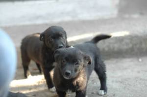 Rescued puppies vaccinated and waiting for homes