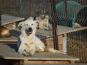 A happy smily lady looking for a forever home