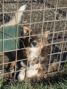 A young gentle chap who was born in the shelter and dreams of a loving forever home outside of the shelter