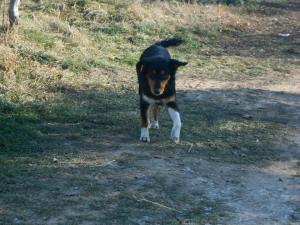 A cheeky chappy - constantly trying to escape from the shelter who wants to fill someones home with love and laughter