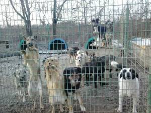 Shelter dogs waiting for food