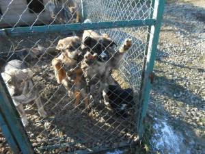 Shelter puppies waiting for food