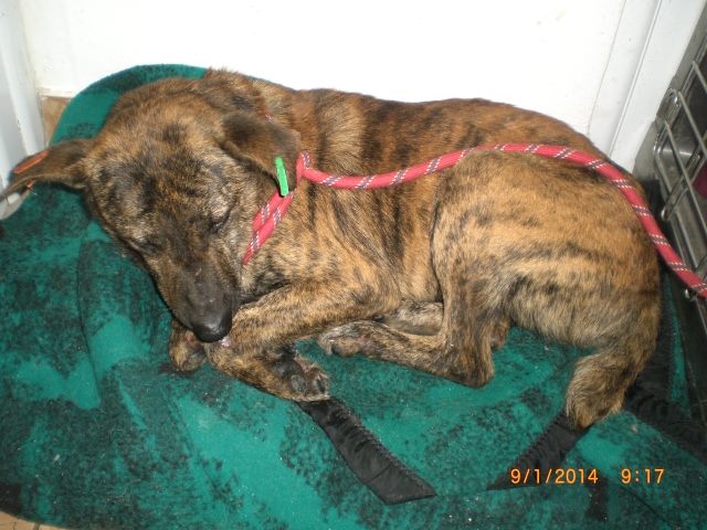 Larry back at the vets