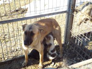 I won't be able to provide milk for much longer - who will pay to feed my babies?