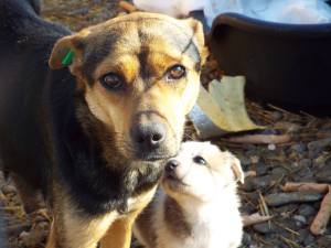 Will you save my babies?  Please?