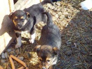 We need puppy food - the shelter does not provide it - will you pay for it?