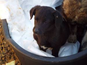 I dream of life outside of the shelter - will you help to fulfill that dream?