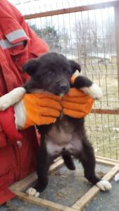 Puppy being taken to be vaccinated