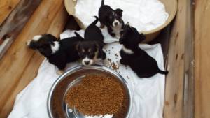 Dumped puppies with food and shelter at the shelter