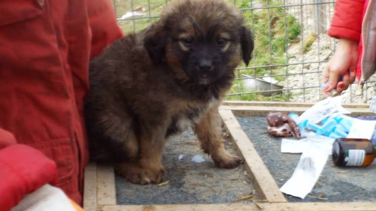 Puppy being vaccinated - and hoping for a forever home