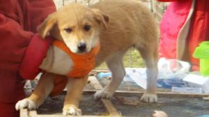 Shelter puppy being vaccinated thanks to donations