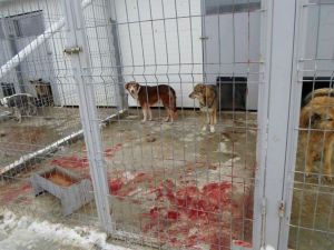 A photo the day after hundreds of dogs at Craiova shelter were "euthanized"