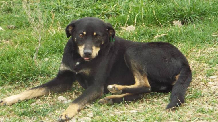 Donny - keeps trying to escape the shelter putting his life at risk - he needs a home